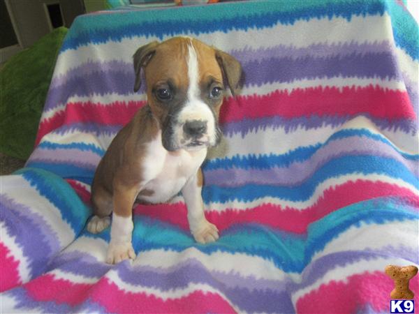 Puppies in KY
